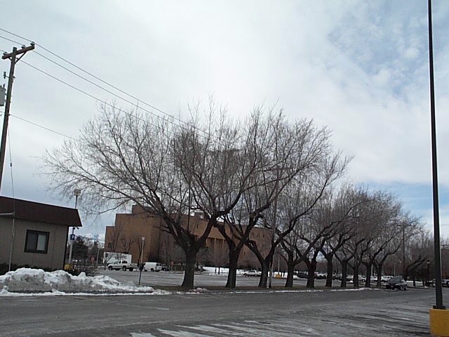 Parking Trees