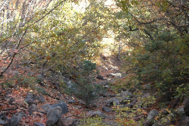 Neffs Canyon Trail