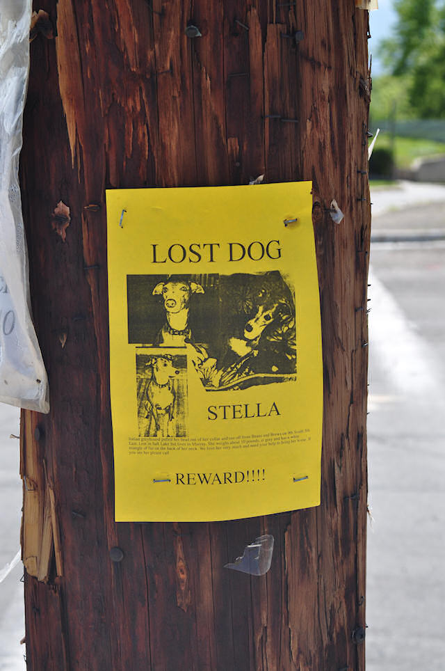 Lost Dog - Stella