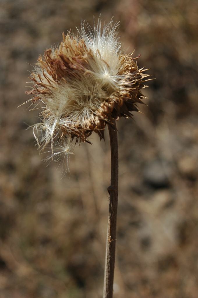 Thistle Going to Seed
