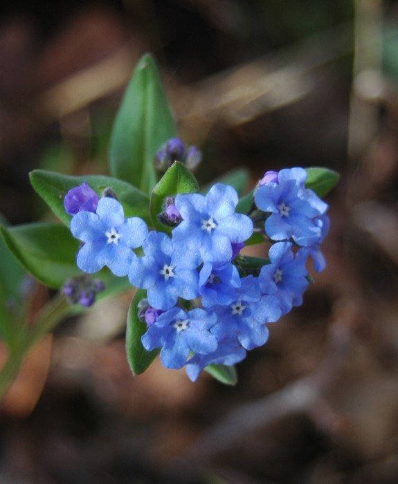 Mountain Forget-Me-Not