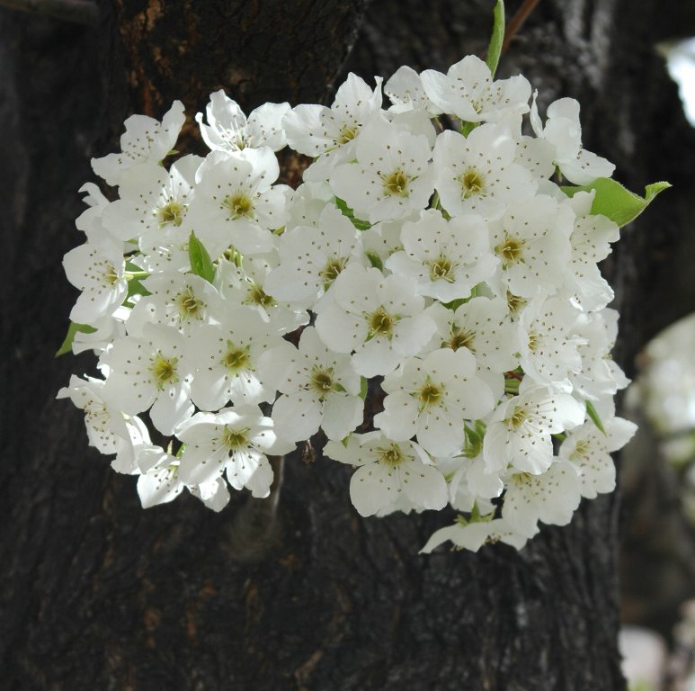 Flowers of an Apricot Tree
