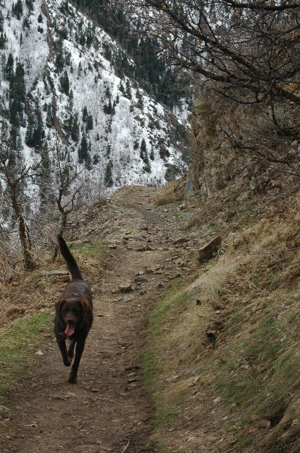 Dog on the Trail