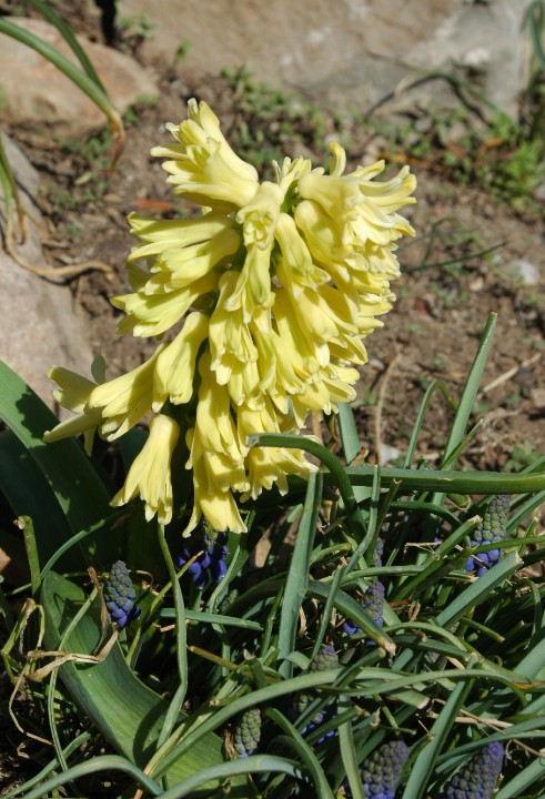 Yellow Hyacinth