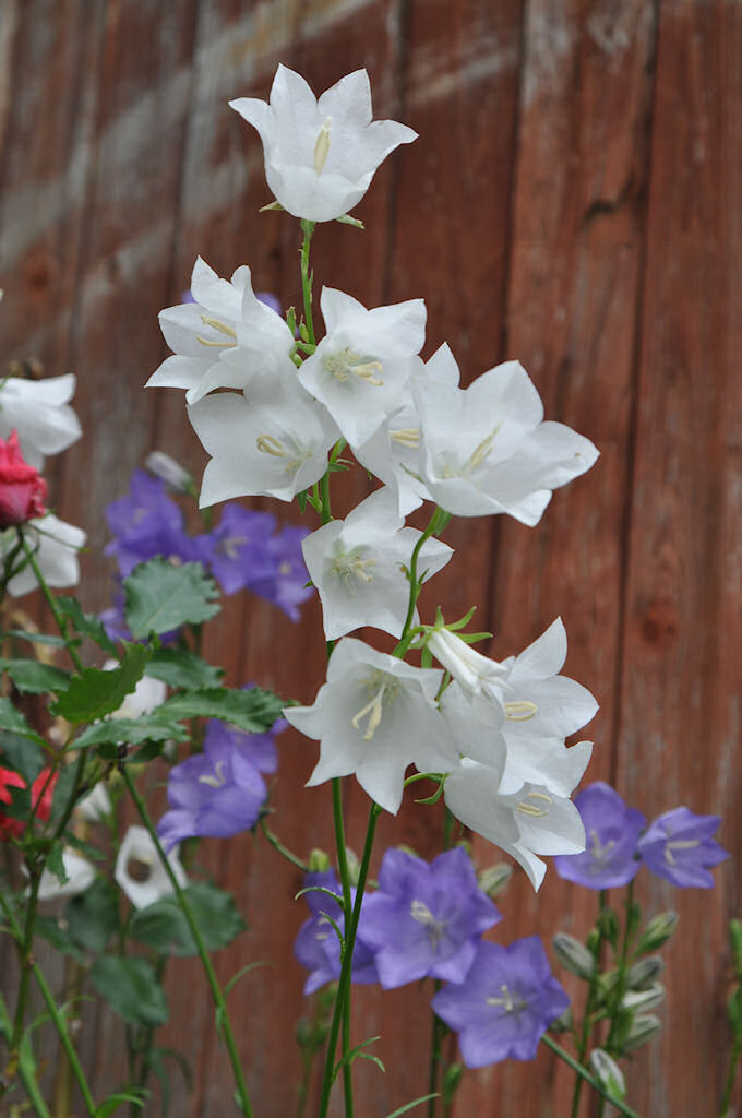 White and Blue Bellflowers