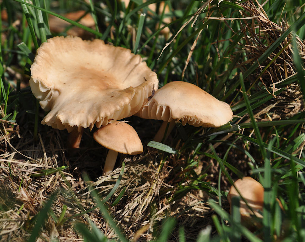 Lawn Variety Fungus