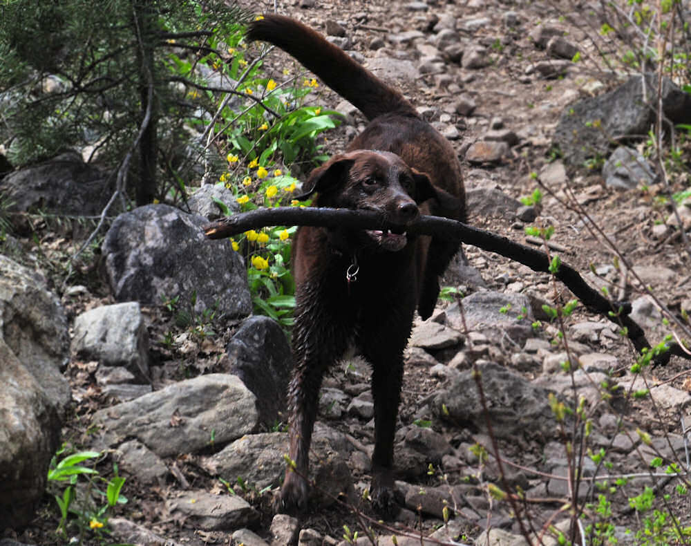 Coco With a Stick