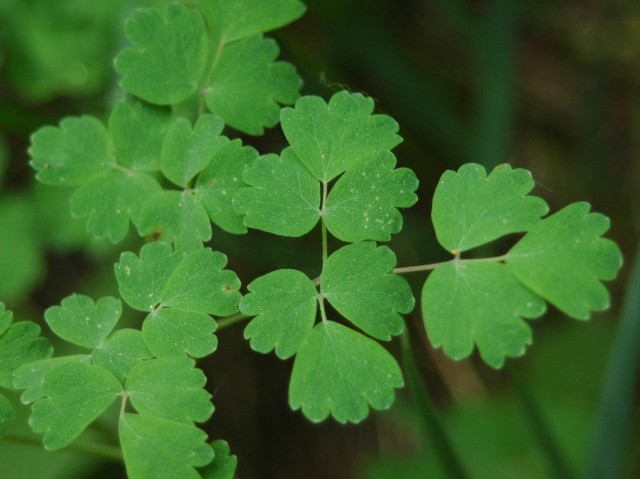 Leaves of the Meadow Rue