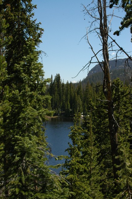 Washingon Lake through the Pines