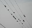 String of Birds