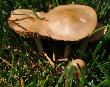 Lawn Mushrooms