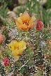 Flowering Cactus