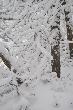 Twigs Holding Snow