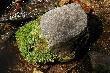 Moss Covered Stone