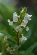 Pedicularis racemosa