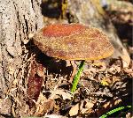 Oak Tree Mushroom
