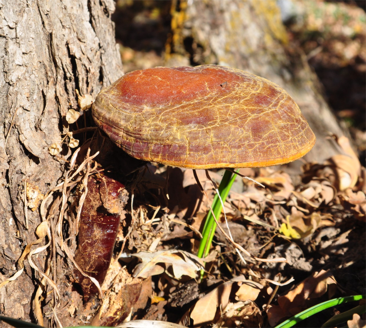 Oak Tree Mushroom