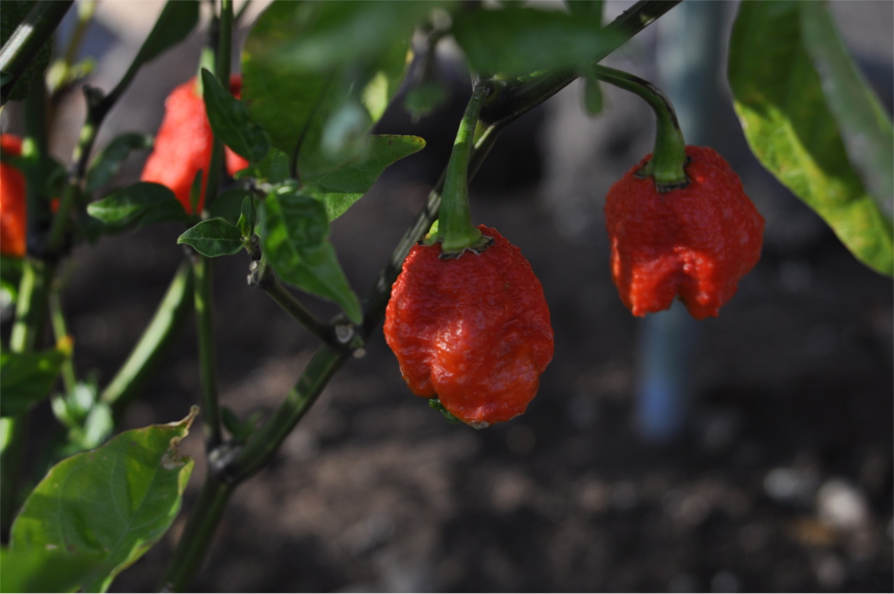 Mysterious Hot Peppers