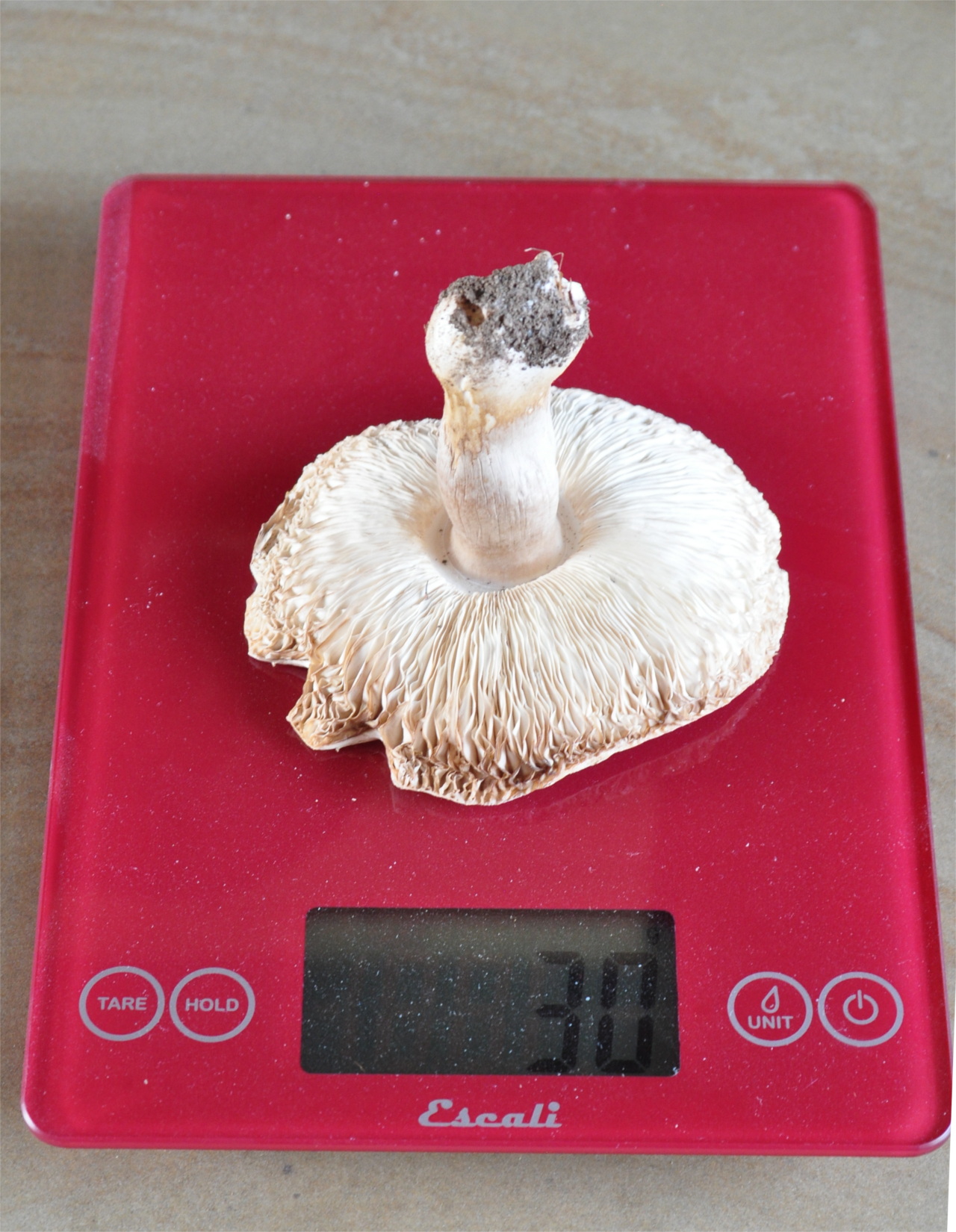 Weighing a Mushroom
