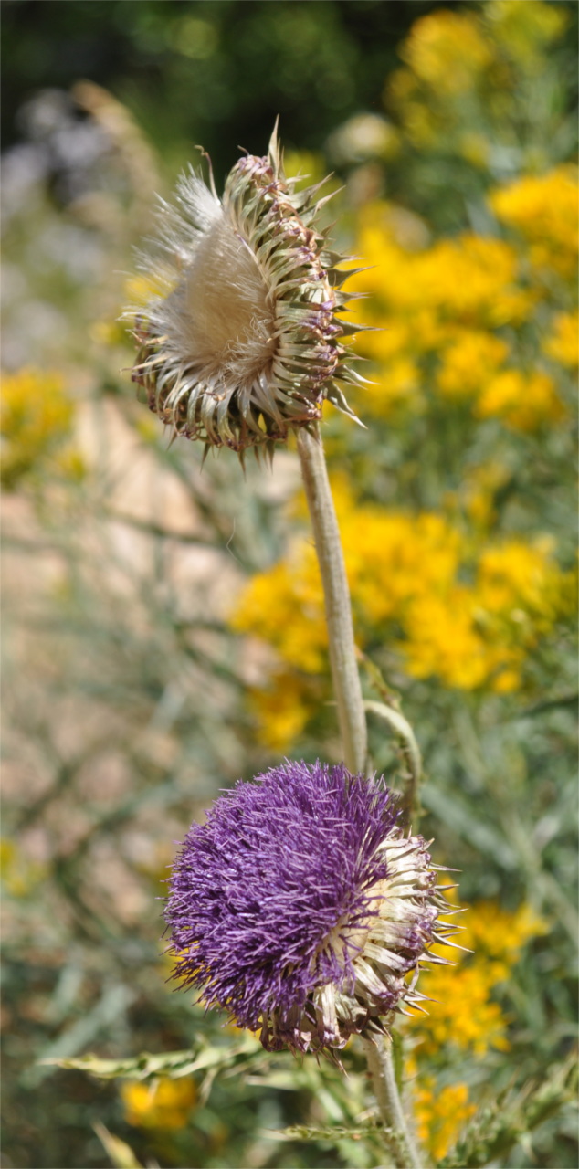 Profile of a Thistle