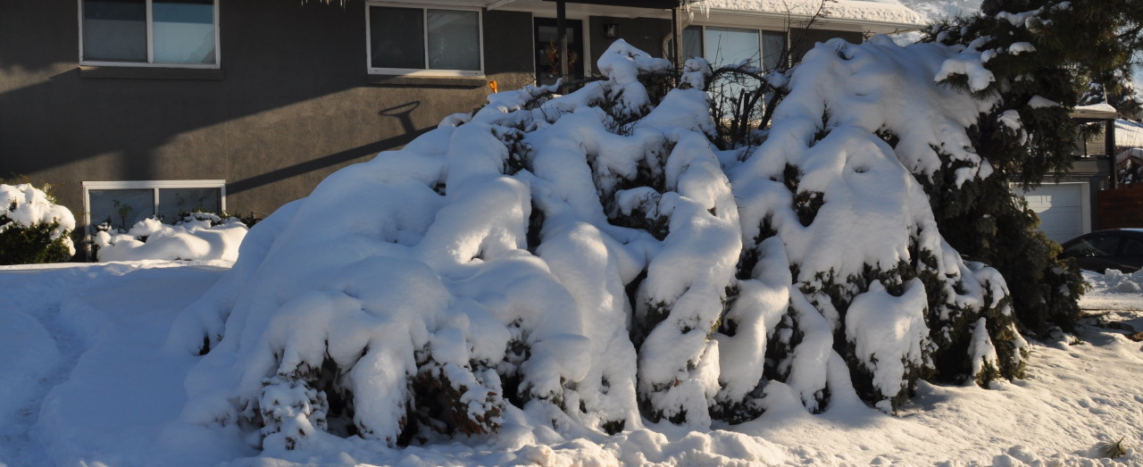 Failed Tree in Snow