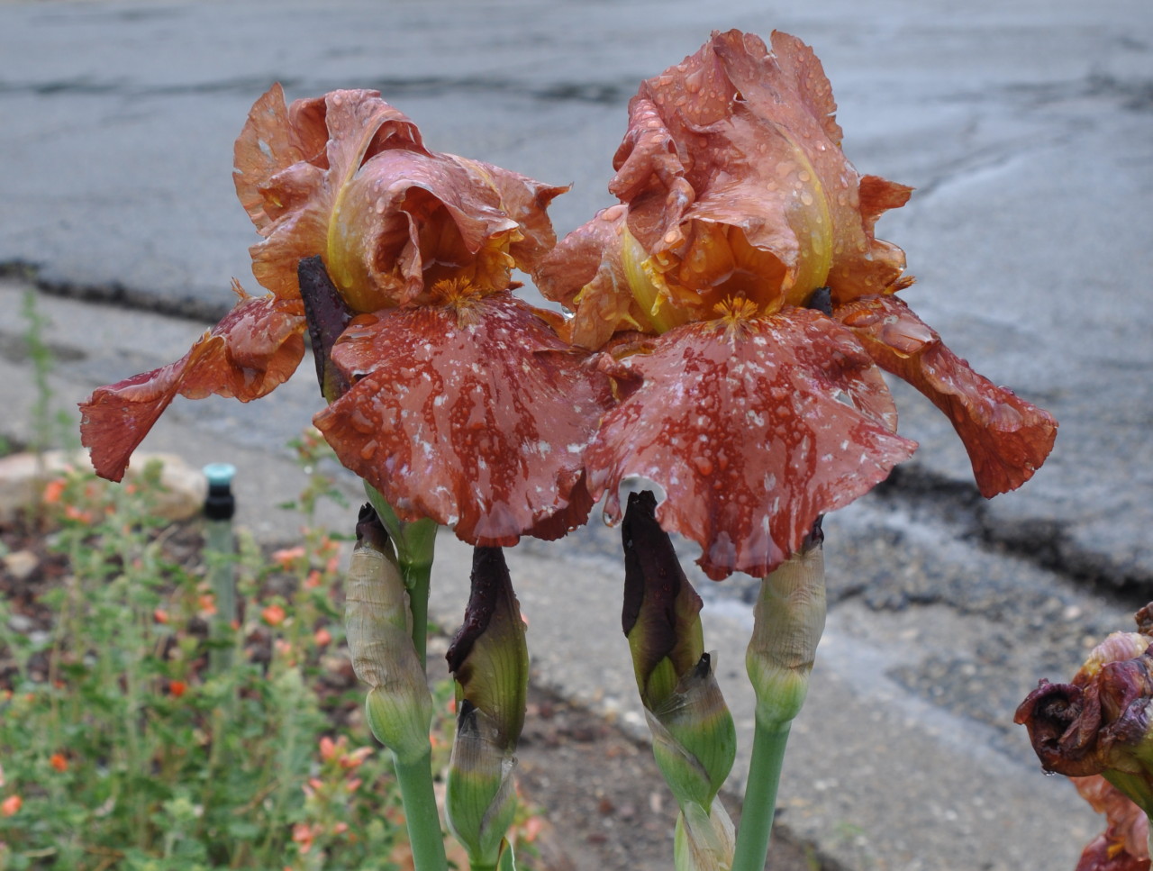 Brown Iris in Rain