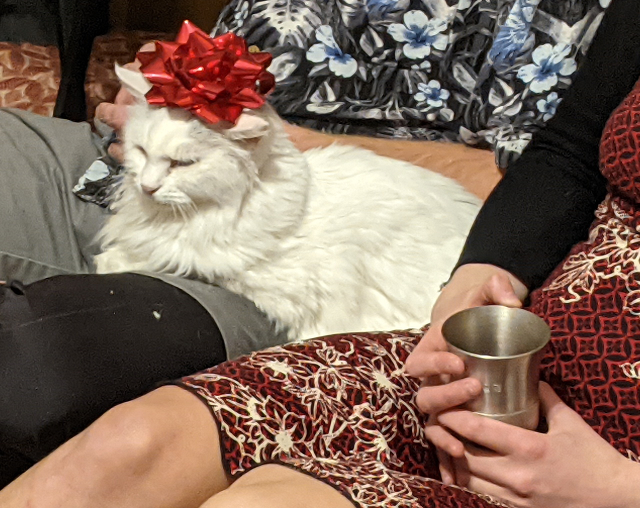 Crowning a Cat with a Bow