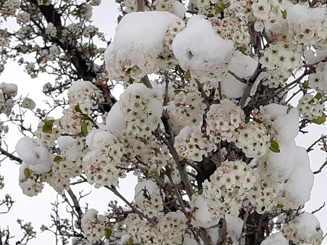 Snowballs on the Tree